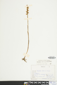 Spiranthes cernua image