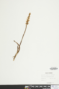 Spiranthes cernua image