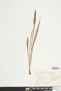 Spiranthes cernua image