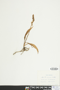 Spiranthes cernua image