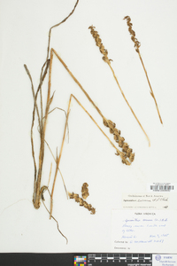 Spiranthes cernua image