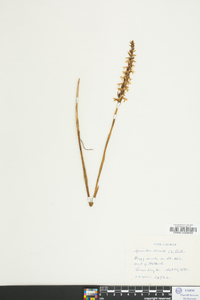 Spiranthes cernua image