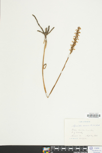 Spiranthes cernua image