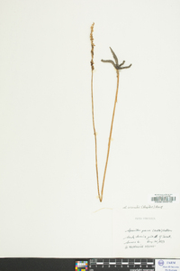 Spiranthes lacera image