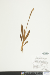 Spiranthes lucida image