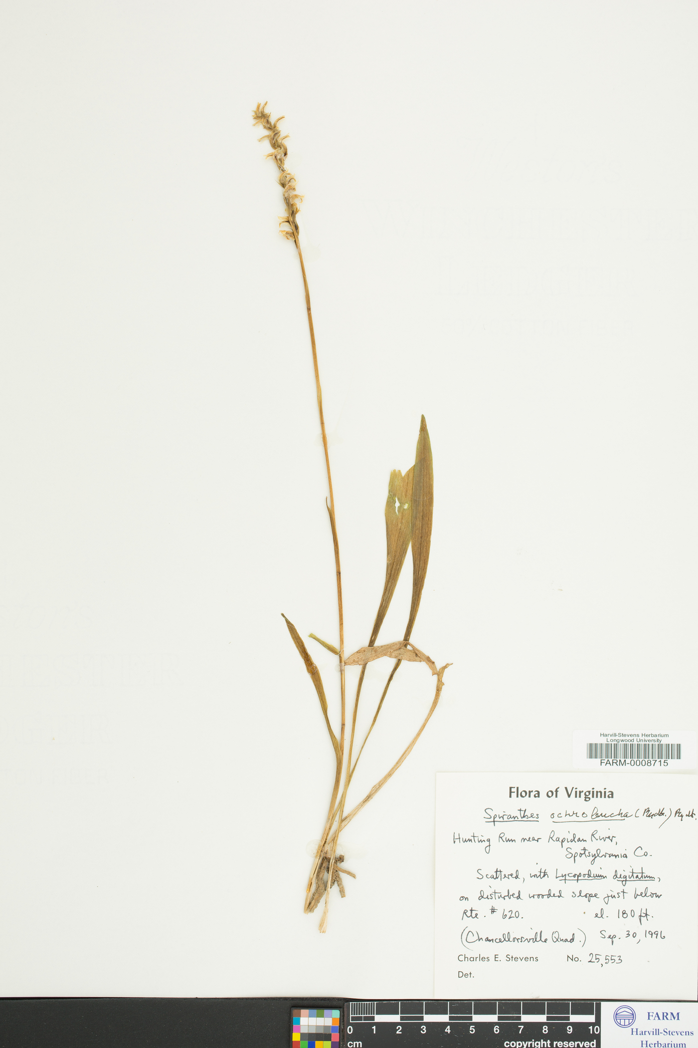 Spiranthes ochroleuca image