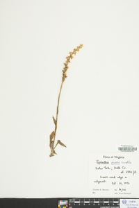 Spiranthes ovalis image