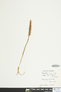 Spiranthes ovalis image