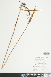 Spiranthes vernalis image