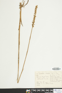 Spiranthes vernalis image