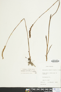 Spiranthes vernalis image