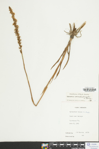 Spiranthes vernalis image