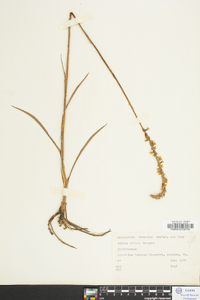 Spiranthes vernalis image