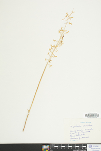 Tipularia discolor image