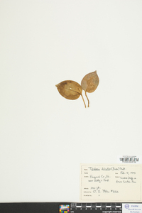 Tipularia discolor image