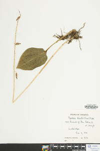 Tipularia discolor image