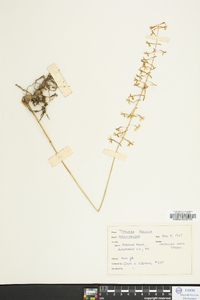 Tipularia discolor image