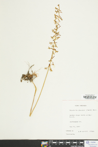 Tipularia discolor image