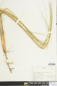 Ammophila breviligulata image