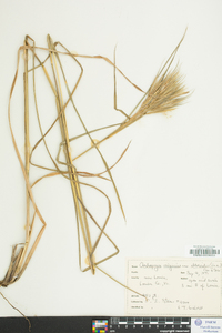 Andropogon glomeratus image