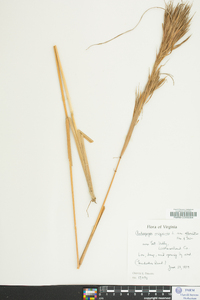 Andropogon virginicus var. abbreviatus image