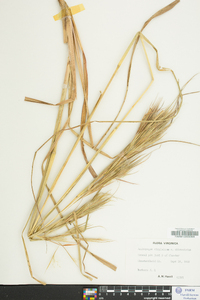 Andropogon virginicus var. abbreviatus image