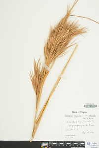 Andropogon virginicus var. abbreviatus image