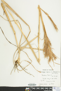 Andropogon virginicus var. abbreviatus image