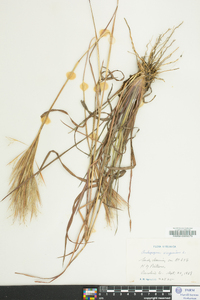 Andropogon virginicus var. abbreviatus image