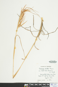 Andropogon elliottii image