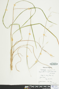 Schizachyrium scoparium var. scoparium image