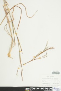 Schizachyrium scoparium var. scoparium image