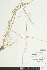 Schizachyrium scoparium var. scoparium image