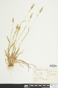 Anthoxanthum odoratum image