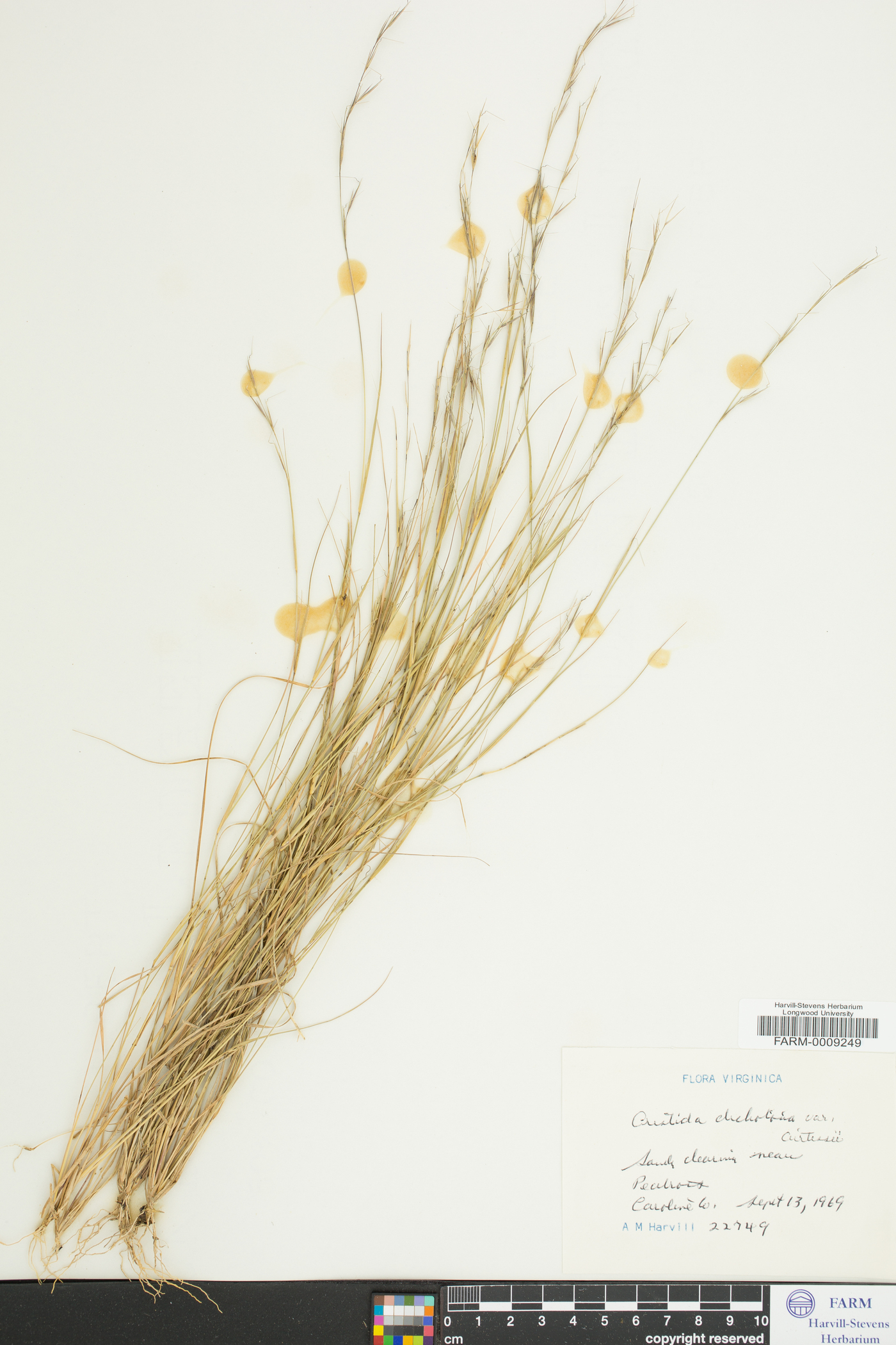 Aristida curtissii image