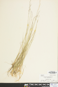 Aristida curtissii image