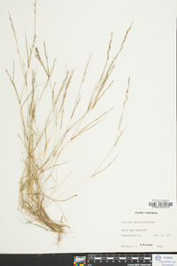 Aristida dichotoma image