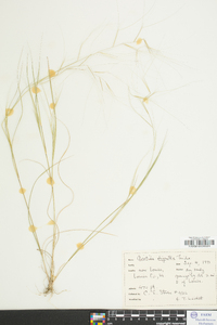 Aristida oligantha image