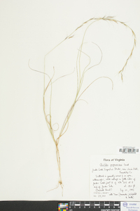 Aristida purpurascens image