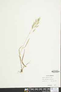 Bromus catharticus image