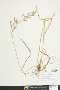 Bromus catharticus image