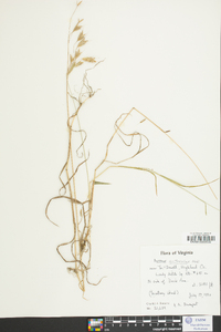 Bromus catharticus image