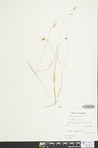 Bromus catharticus image