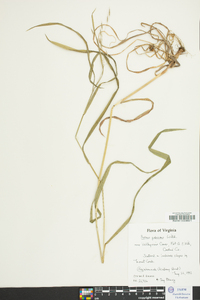 Bromus pubescens image