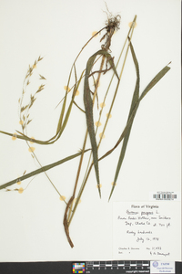 Bromus pubescens image