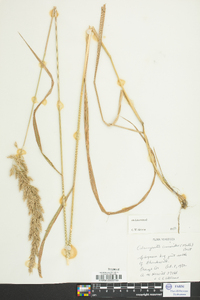 Calamagrostis cinnoides image