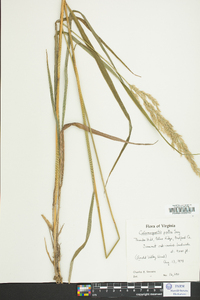 Calamagrostis porteri image