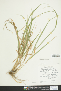 Calamagrostis porteri image