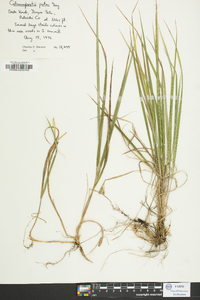 Calamagrostis porteri image