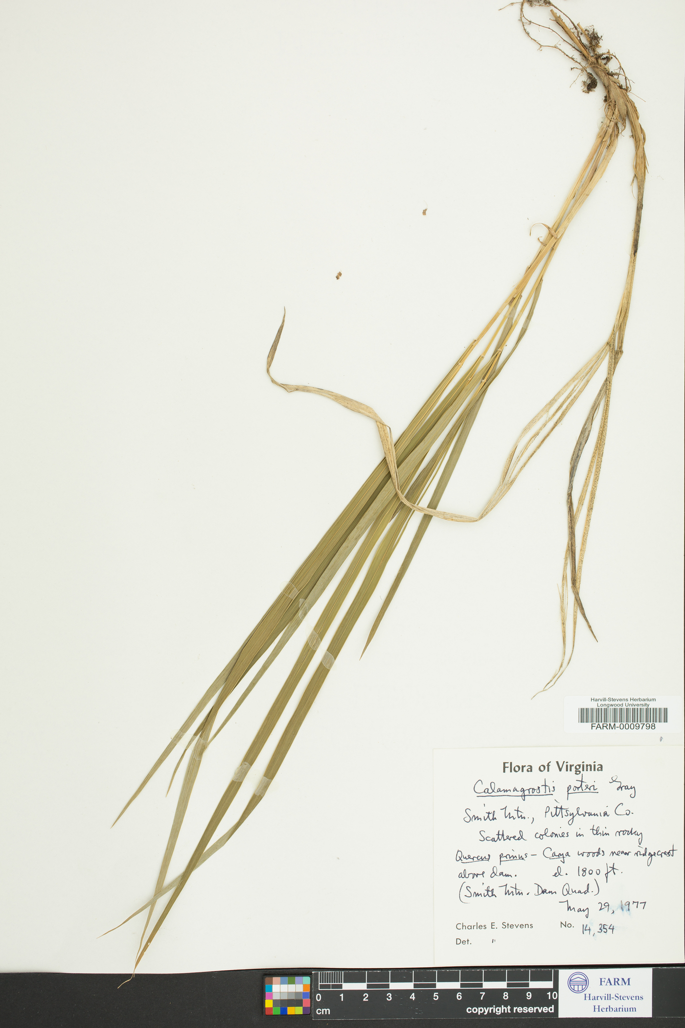 Calamagrostis porteri image